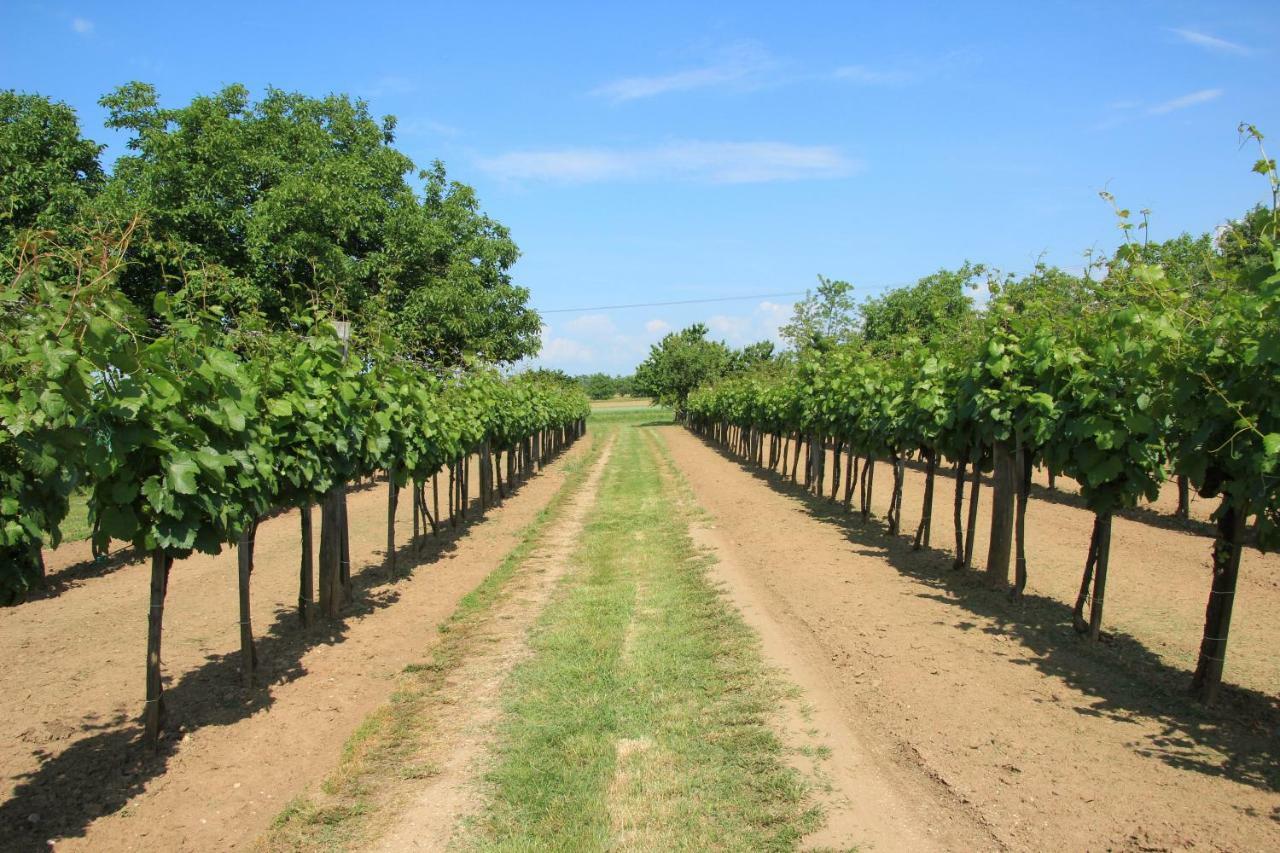 Szolohegyi Haziko - Cottage In The Vineyard Balatonszárszó エクステリア 写真